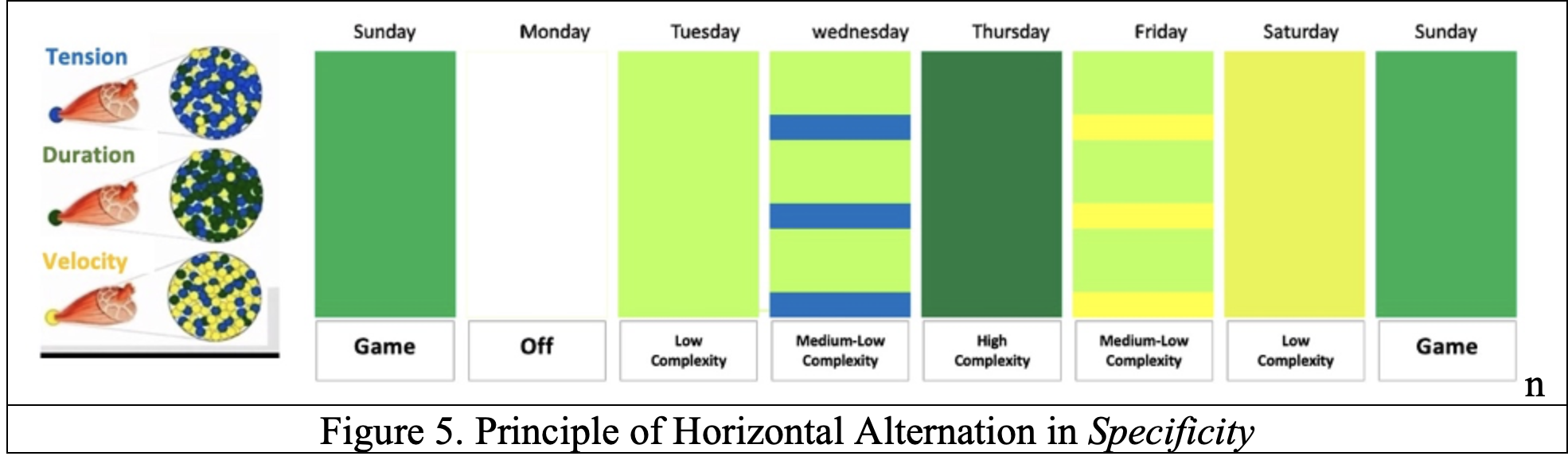 Principle of Horizontal Alternation in Specificity